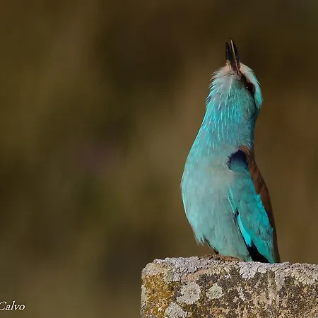 El Elanio